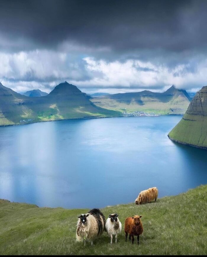 Du lịch quần đảo Faroe Đan Mạch du khách ngạc nhiên trước số lượng cừu ở đây