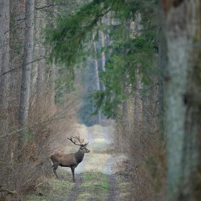 Bialowieza điểm du lịch Châu Âu mùa xuân 