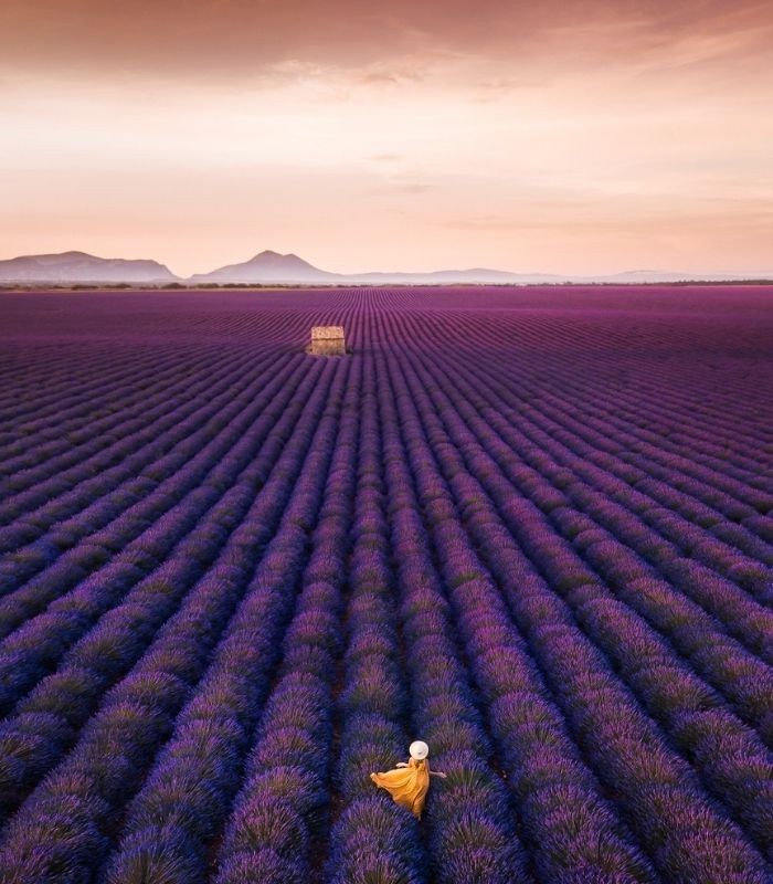 Valensole - cánh đồng hoa oải hương đẹp nhất tại Pháp