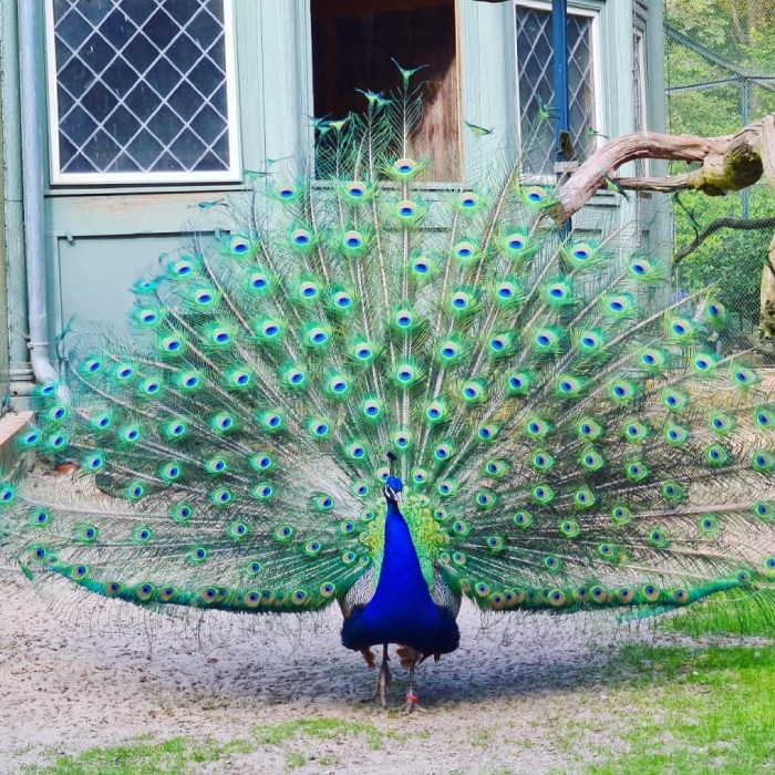 điểm đến nổi bật gần Berlin với đảo peacock