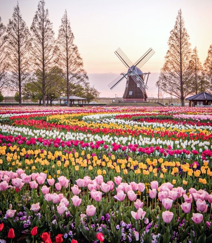 Kinh nghiệm du lịch Hà Lan - Keukenhof