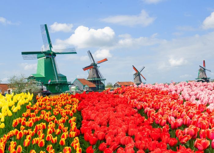 Kinh nghiệm du lịch Hà Lan - Zaanse Schans