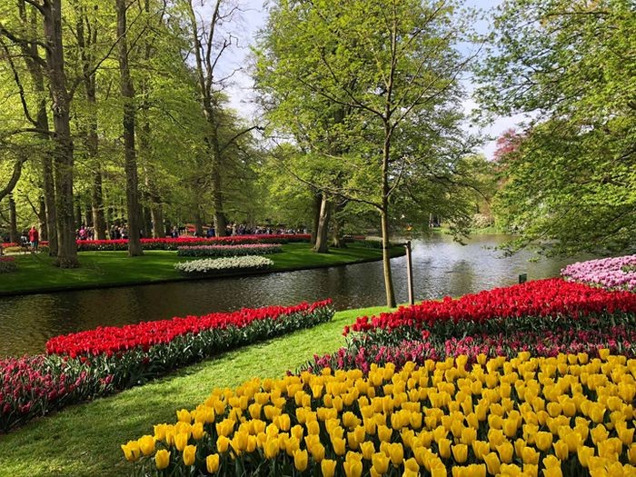 Trải nghiệm lễ hội hoa mùa xuân tại Amsterdam của Hà Lan. - du lịch châu âu mùa xuân