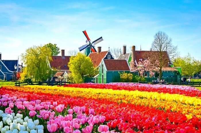 Du lịch Bắc Âu vào mùa xuân thăm thú trăm hoa đua nở. - du lịch bắc âu mùa nào đẹp nhất 