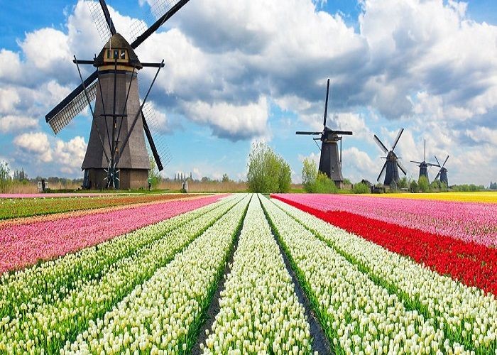 Hà Lan – nổi tiếng với hoa Tulip và những chiếc cối xay gió.- địa điểm du lịch Hà Lan
