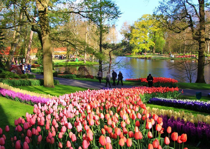 Những vườn hoa tulip nở rộ khi mùa xuân đến - du lịch châu Âu tháng 3