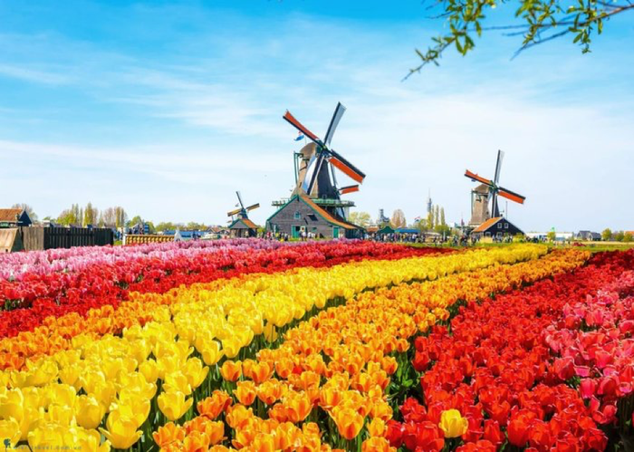 Những cánh đồng hoa tulip xinh đẹp và cối xay gió - Du lịch châu Âu tháng 4