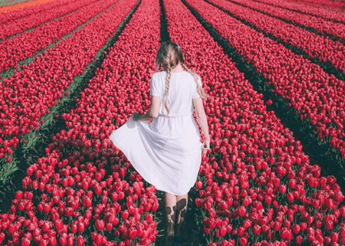 Cánh đồng tulip nở rộ vào tháng 5 đón chào du khách và người dân địa phương- Du lịch châu Âu tháng 5