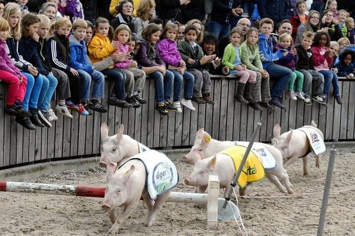 Lễ hội các chú lợn tham gia tranh giải tại Pháp. -du lịch châu âu tháng 8