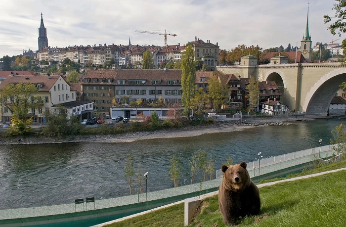 Tham quan Công viên Gấu là một trong những trải nghiệm không thể bỏ lỡ khi du lịch Bern