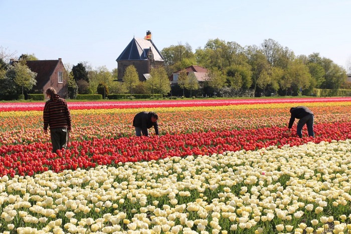 Bollenstreek cánh đồng hoa tulip ở Hà Lan mà bạn không thể bỏ qua