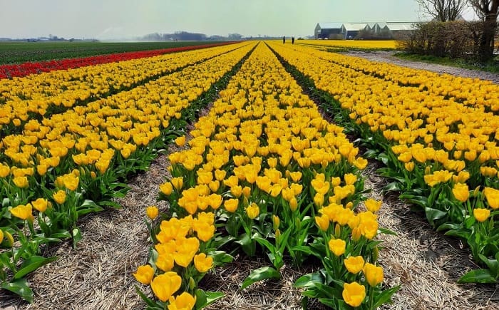 De Kop van Noord cánh đồng hoa tulip ở Hà Lan mà bạn không thể bỏ qua