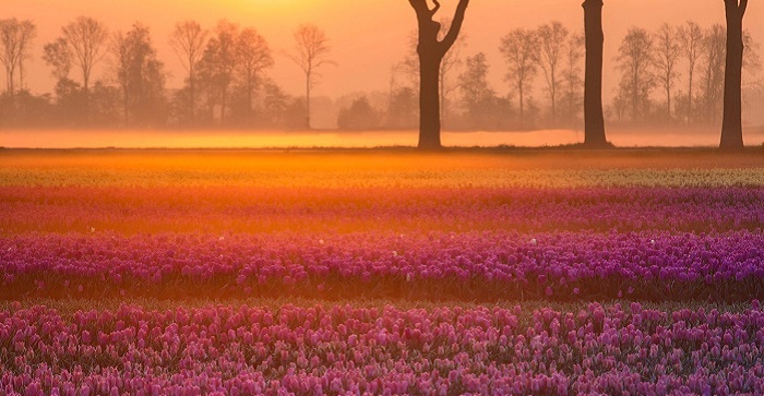 Drenthe cánh đồng hoa tulip ở Hà Lan mà bạn không thể bỏ qua