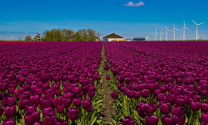 Flevoland cánh đồng hoa tulip ở Hà Lan mà bạn không thể bỏ qua