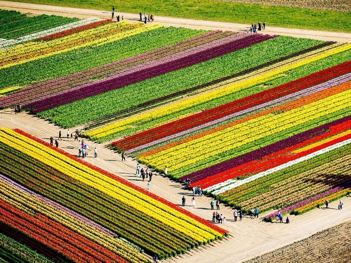Noordoostpolder cánh đồng hoa tulip ở Hà Lan mà bạn không thể bỏ qua