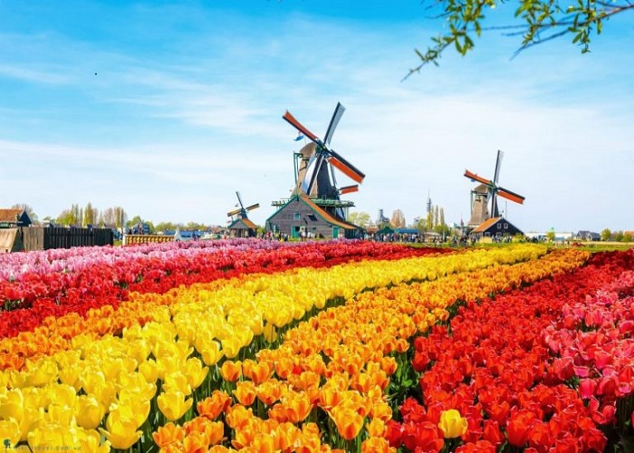 những điểm ngắm hoa Tulip đẹp nhất mà bạn có thể ghé thăm trong chuyến hành trình du lịch Hà Lan của mình