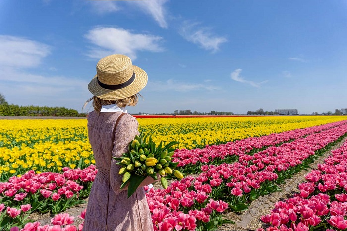 Lisse cánh đồng hoa tulip ở Hà Lan mà bạn không thể bỏ qua