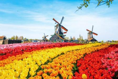 Những địa điểm ngắm hoa tulip đẹp nhất ở Hà Lan