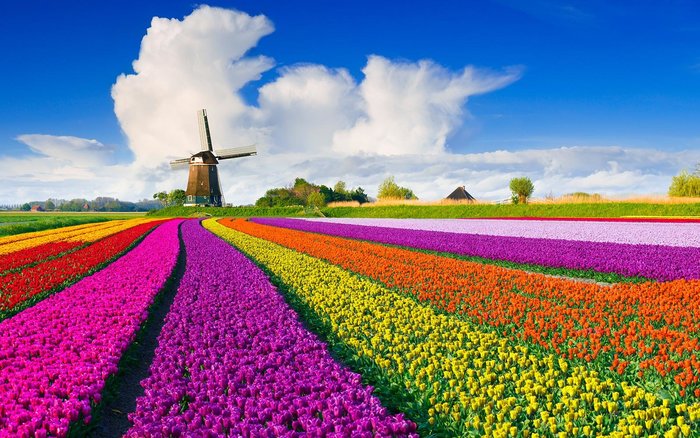 Lễ hội hoa tulip tại Hà Lan