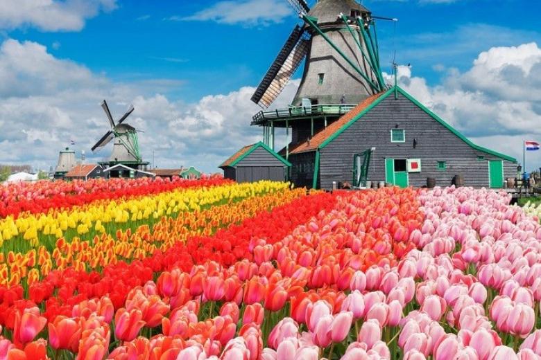 Rực rỡ sắc màu ở vườn hoa Keukenhof, Zaanse Schans