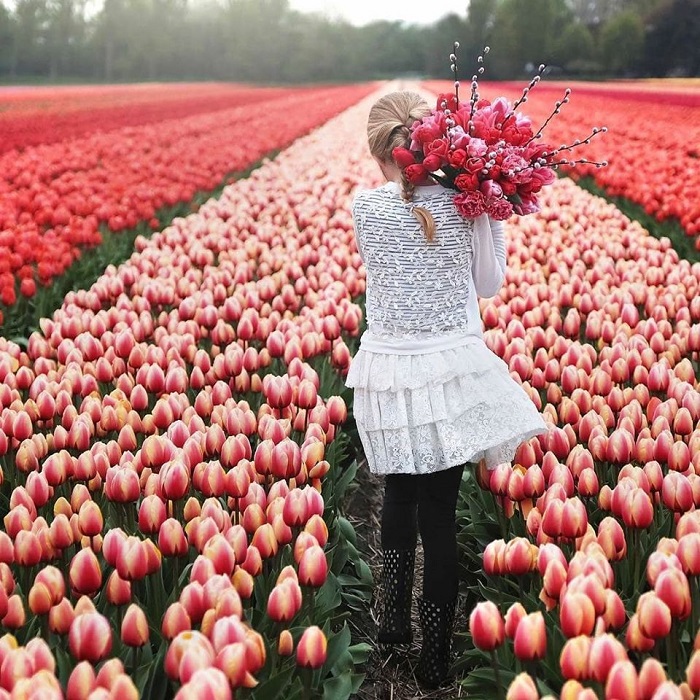 Rực rỡ sắc màu ở vườn hoa Keukenhof, Zaanse Schans