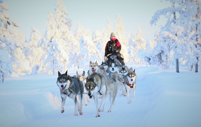 Khám phá miền hoang dã bằng cưỡi xe trượt tuyết do chó Husky kéo