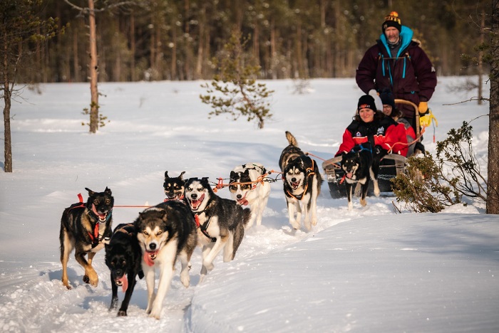Khám phá miền hoang dã bằng cưỡi xe trượt tuyết do chó Husky kéo