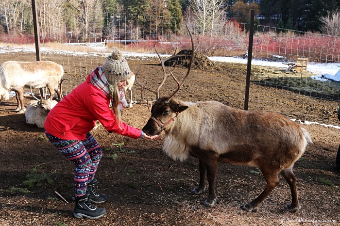 Tham quan Reindeer Farm trải nghiệm cho tuần lộc ăn