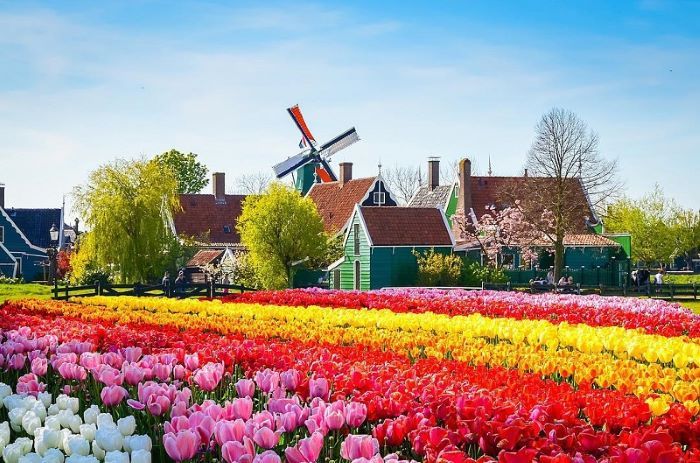 Kinderdijk là làng cổ với rất nhiều cối xay gió hàng trăm tuổi