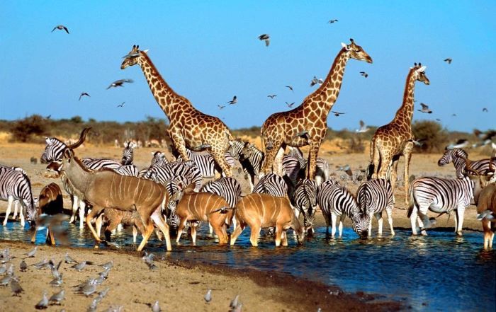 Thiên nhiên hoang dã ở vườn quốc gia Pilanesberg Safari