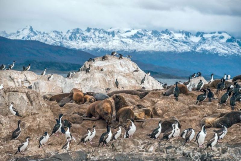 Chiêm ngưỡng cảnh hải ly, chim cánh cụt khi đến Tierra del Fuego