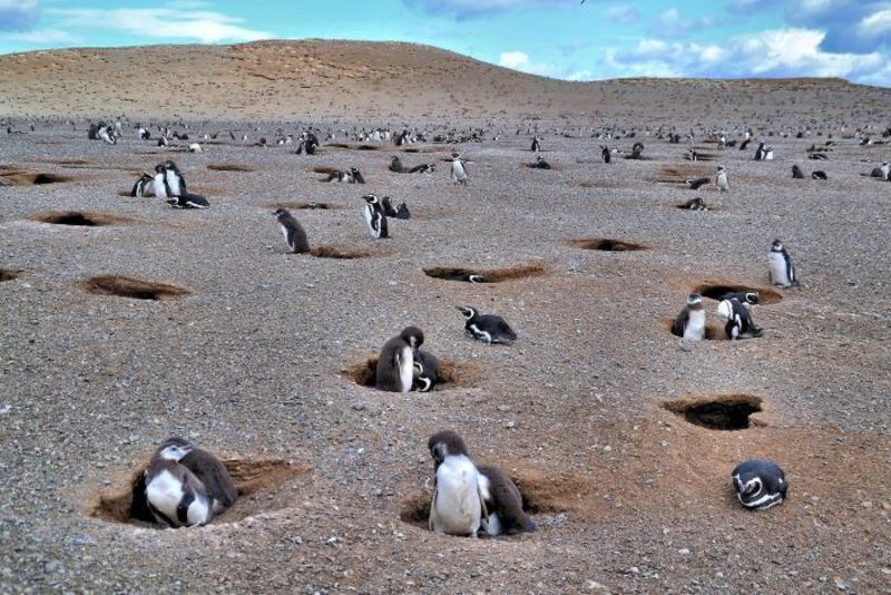 Những chú chim cánh cụt Los Pinguinos dễ thương sinh sống ở đảo Magdalena