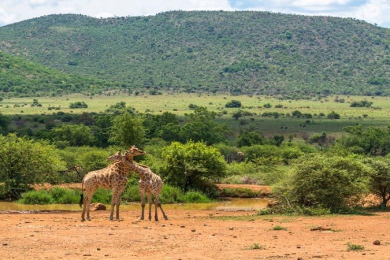 Pilanesberg Game Reserve