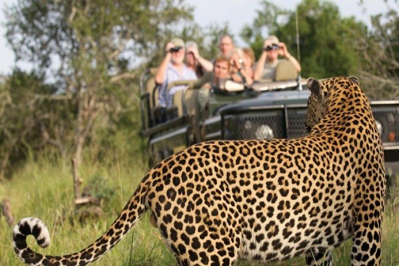 Safari Game