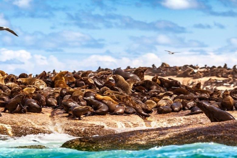 Seal Island